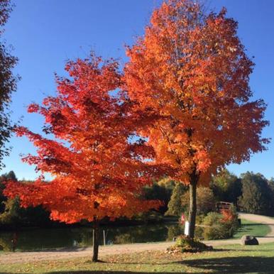 Saugeen Springs RV Park