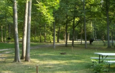 Bayfort Camp
